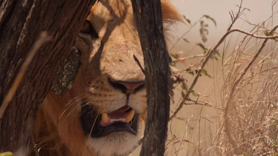 A lion peers through a tree in animal.