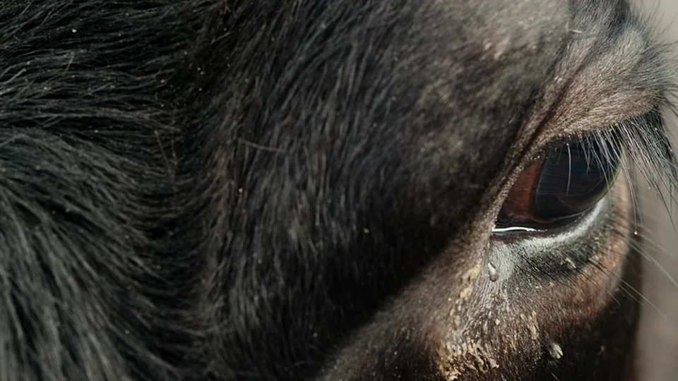 animal. documentary still