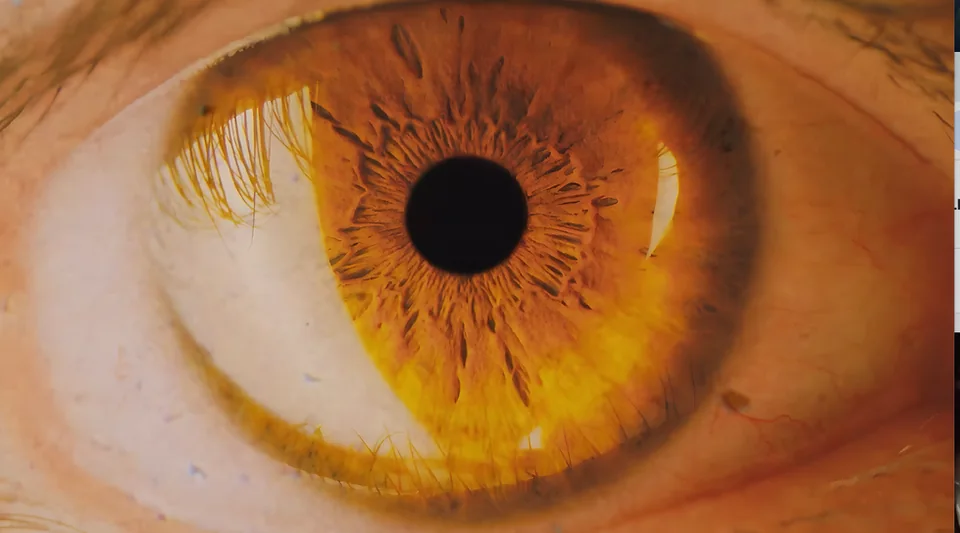animal. documentary still
