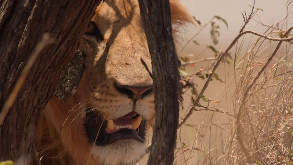 animal. documentary still